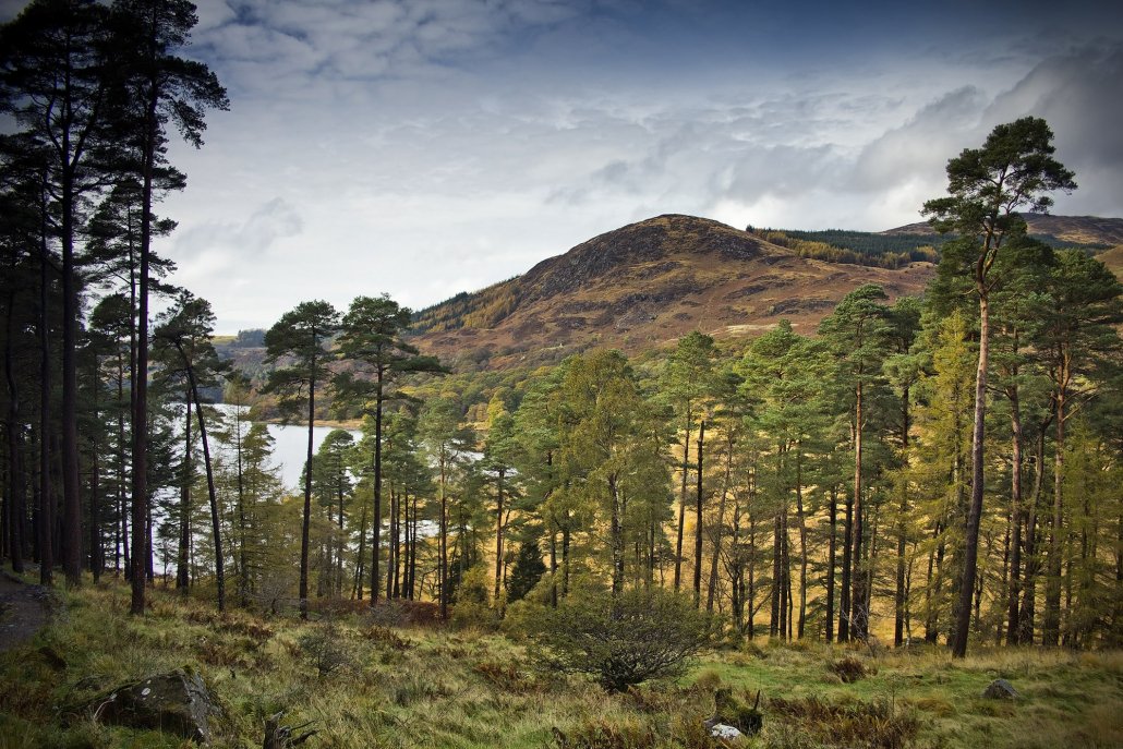 a scene of the woods in Galloway forest